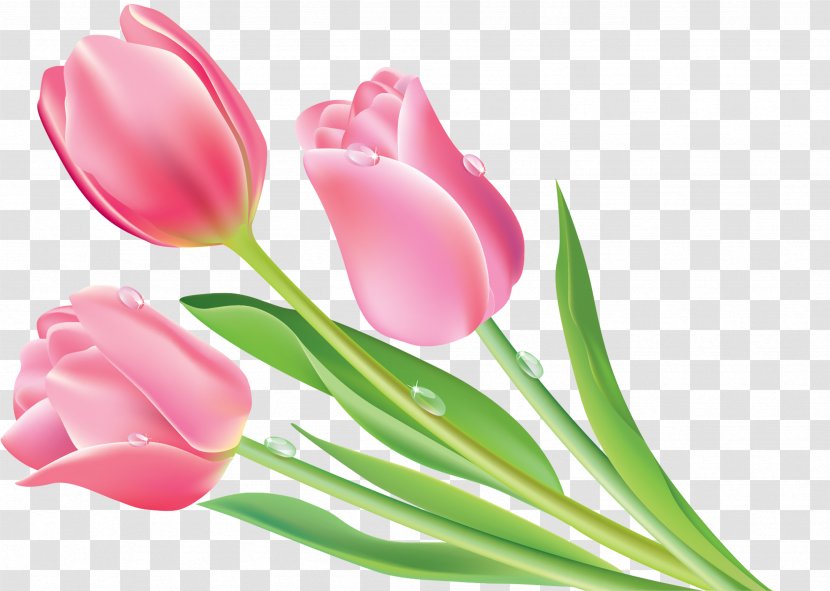 Graphic Design Flower - Snowdrop - Tulip Transparent PNG