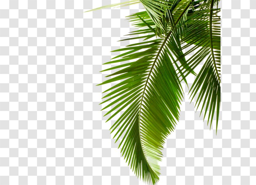 Sago Palm Leaf Arecaceae Stock Photography Cycad - Plant - Green Leaves Transparent PNG