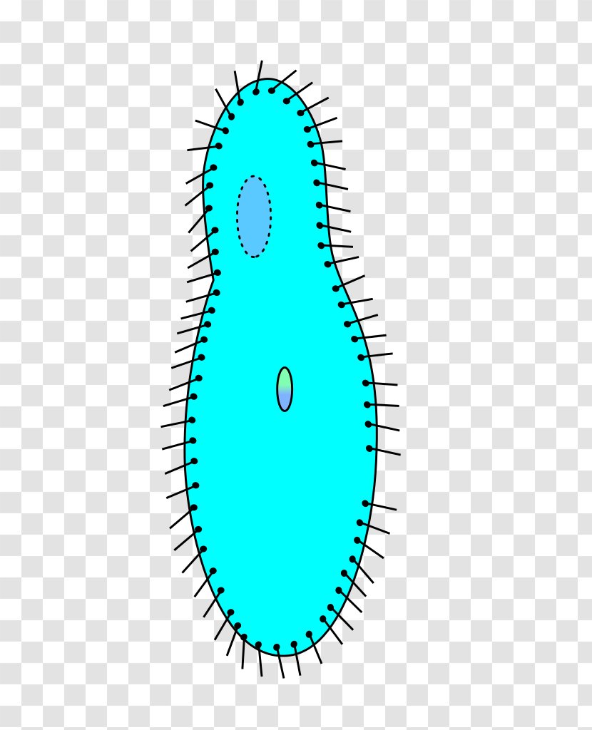 Paramecium Caudatum Konjugation Ciliate Bacterial Conjugation Biology - Bacteria - Bursaria Transparent PNG