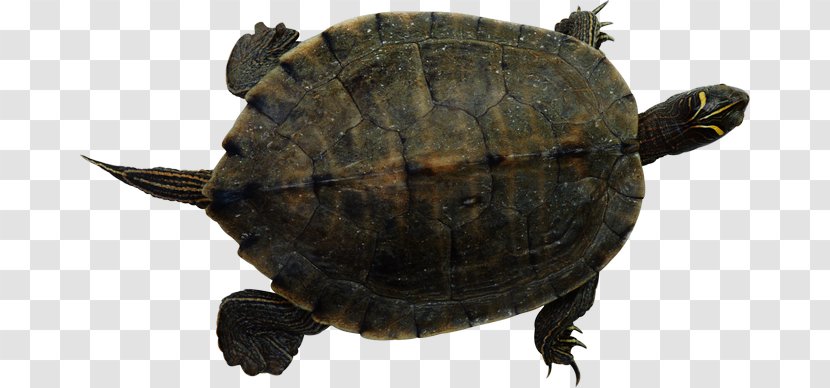 Sea Turtle Reptile Common Snapping Red-eared Slider - Terrestrial Animal Transparent PNG