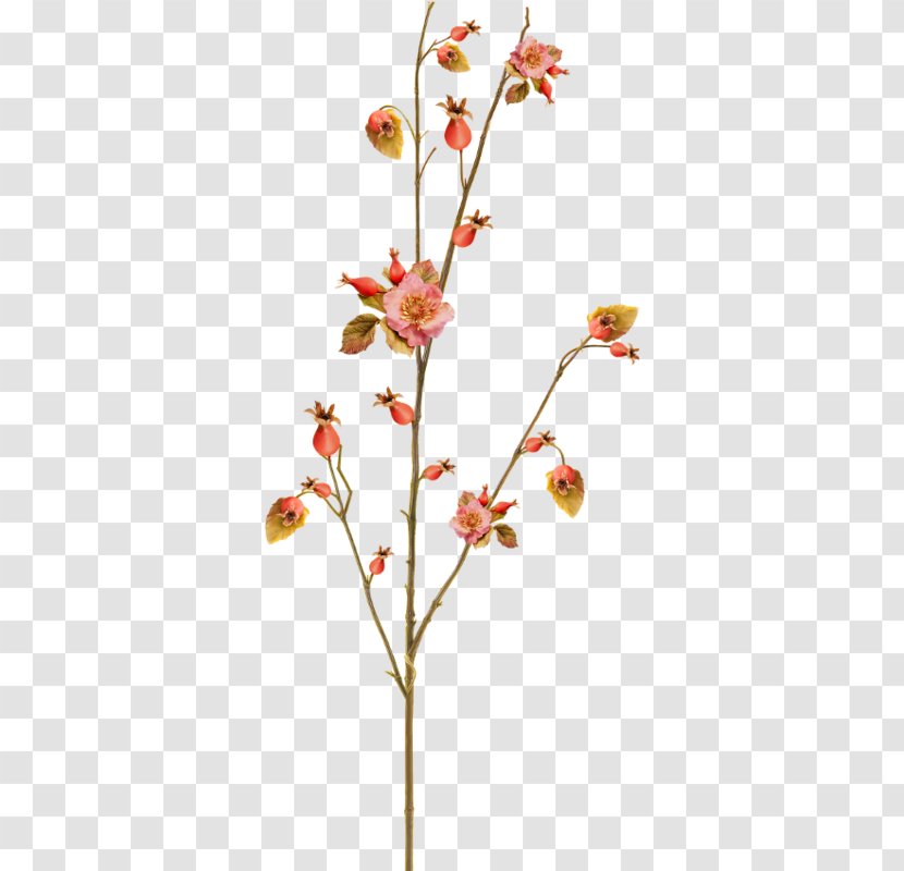 Twig Leaf Bud Cut Flowers Plant Stem Transparent PNG