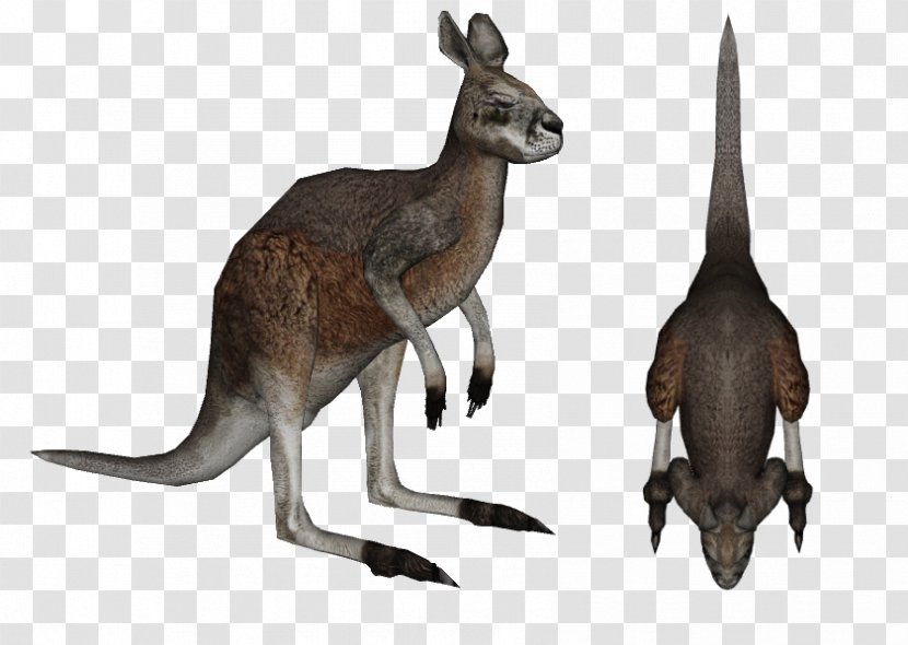 Red Kangaroo Diprotodon Zoo Tycoon 2 Animal - Pleistocene Transparent PNG
