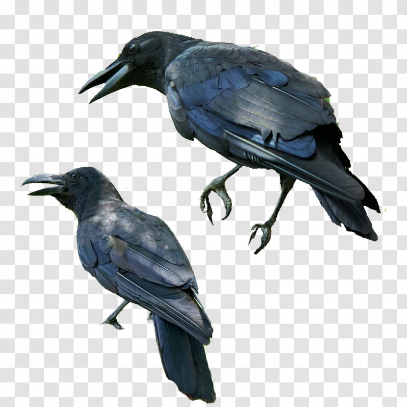 Kafka On The Shore Norwegian Wood Bird Common Raven - Blue Crow Transparent PNG