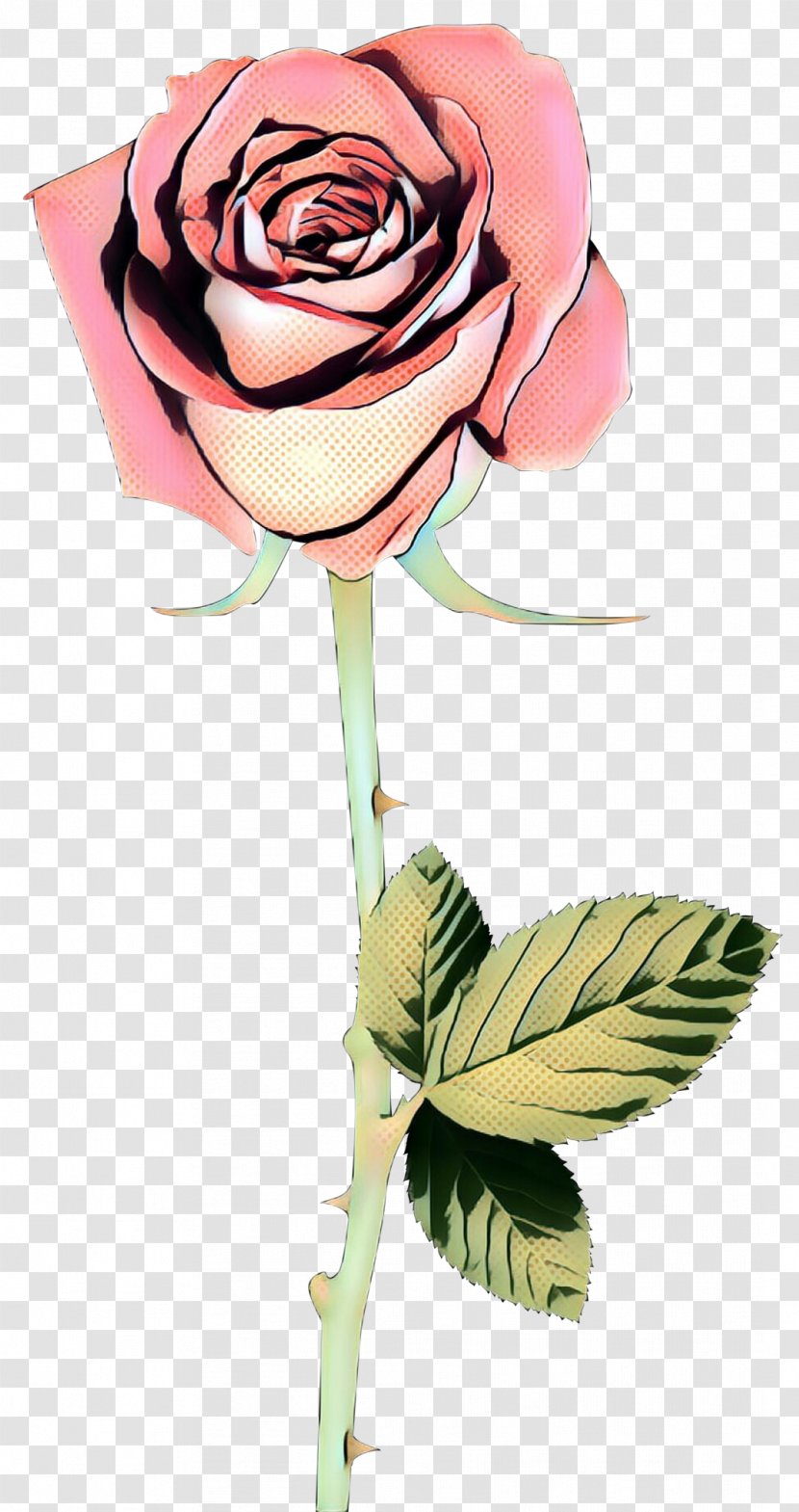 Garden Roses - Petal - Hybrid Tea Rose Transparent PNG
