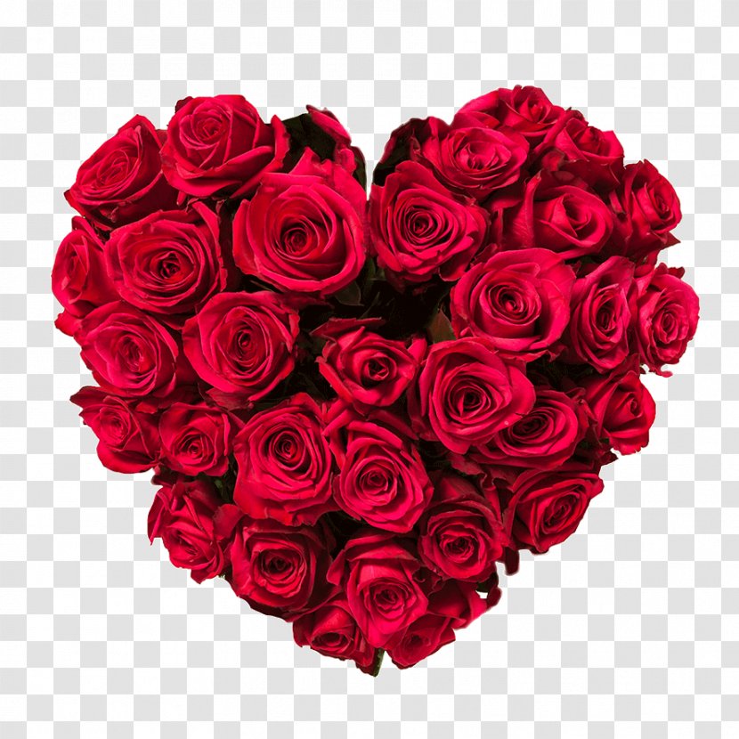 Stock Photography Flower Rose Heart Red - Floribunda - Rich Flowering Transparent PNG
