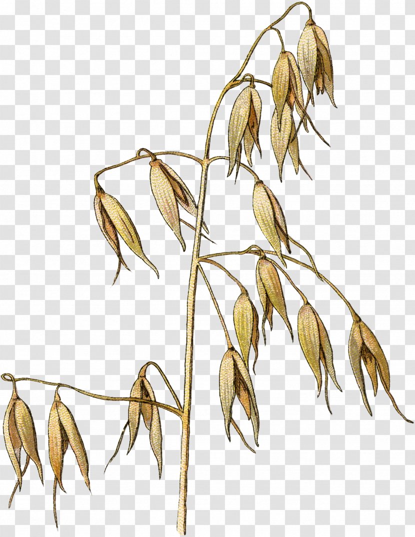 Oat Illustration Wheat Drawing Vector Graphics - Flower Transparent PNG