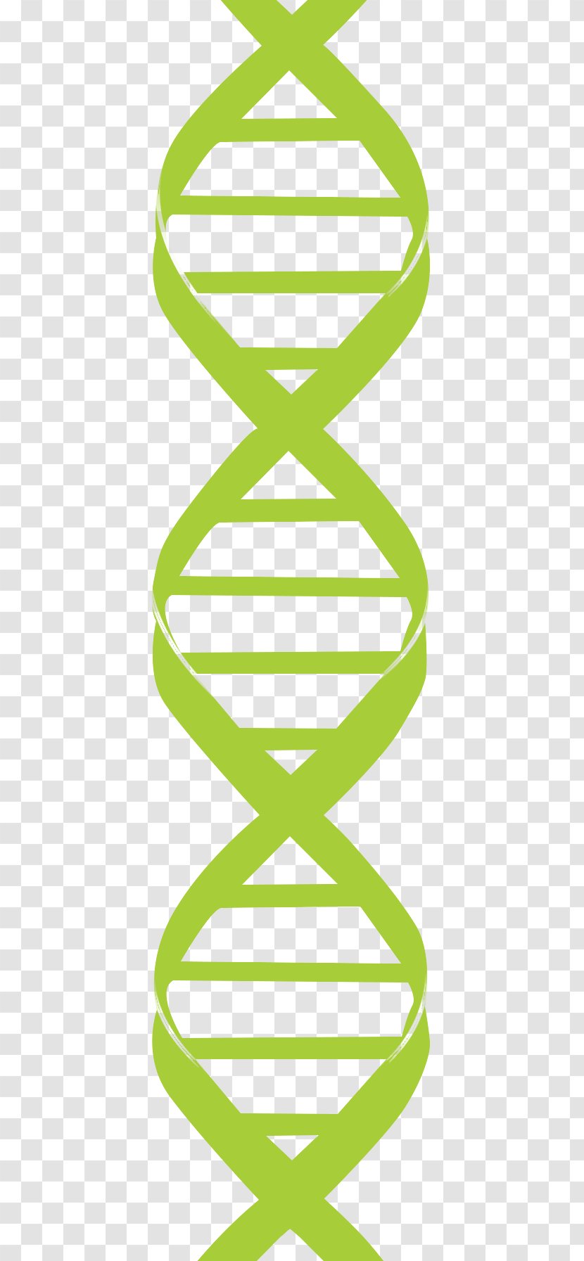 Clip Art Nucleic Acid Double Helix DNA Genetics - Organism - Dna Strand Transparent PNG