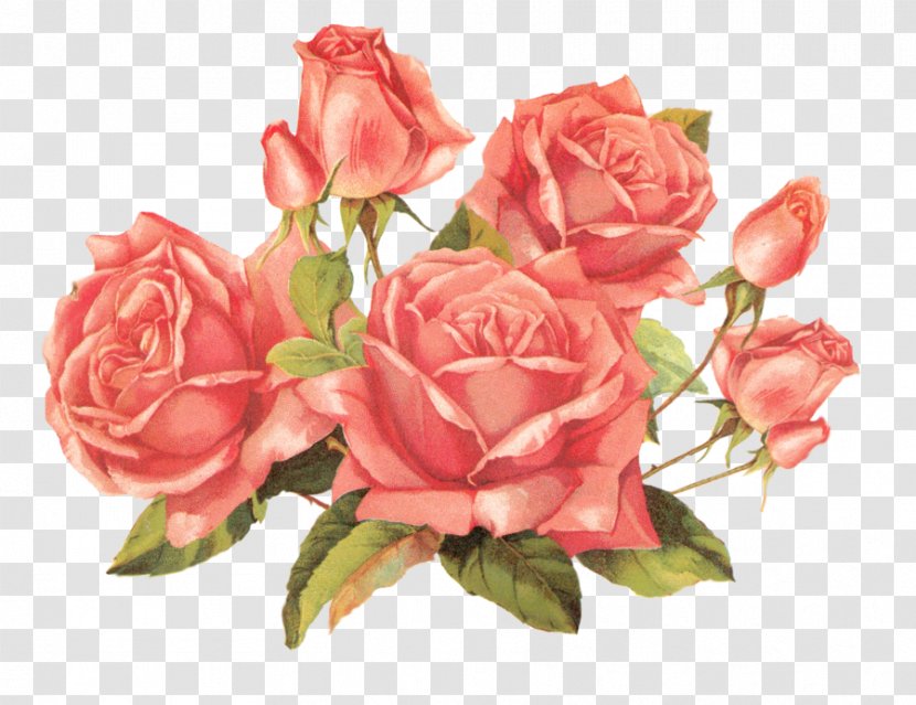 Rose Flower Clip Art - Floral Design Transparent PNG