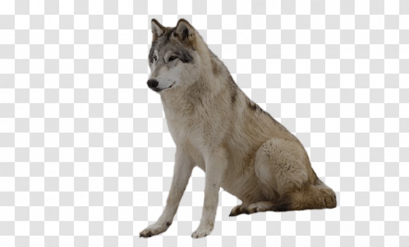 Wolfdog Coyote Gray Wolf Fur Wildlife - Image Picture Download Transparent PNG