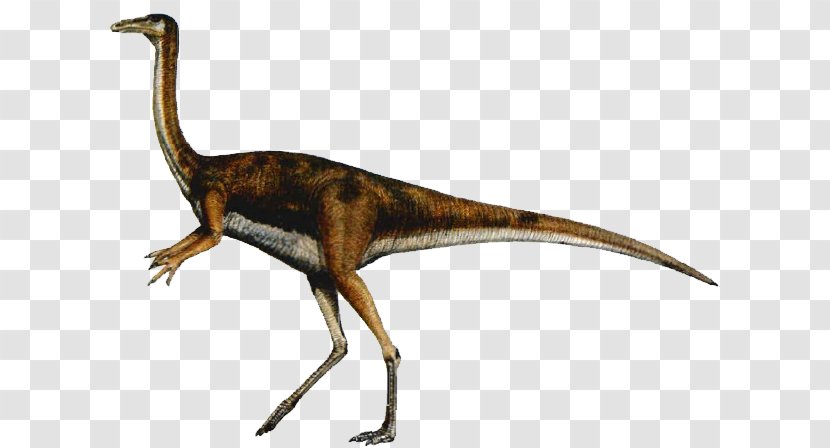 Velociraptor Gallimimus Carnivores: Dinosaur Hunter Tyrannosaurus Ornithomimus - Extinction Transparent PNG