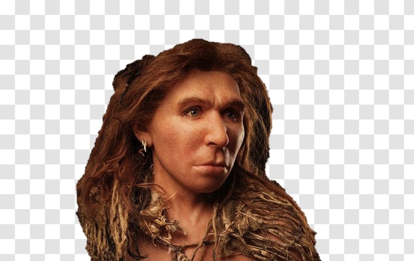 Neandertal Homo Sapiens Paleolithic Reconstruction Era Human Evolution - Wig Transparent PNG