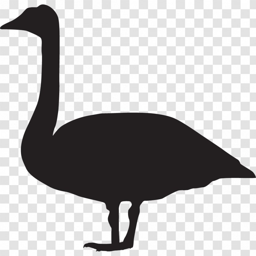 Bird Duck Goose Mute Swan Cornell Lab Of Ornithology - Beak Transparent PNG