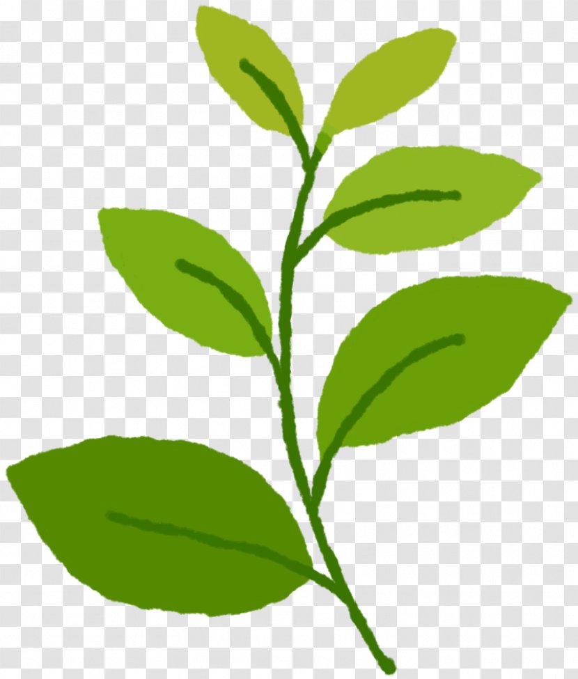 Green Tea Leaf Plant Stem Herb - Branch Transparent PNG