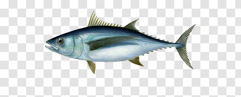 Atlantic Bluefin Tuna Albacore Yellowfin Fishing Transparent PNG