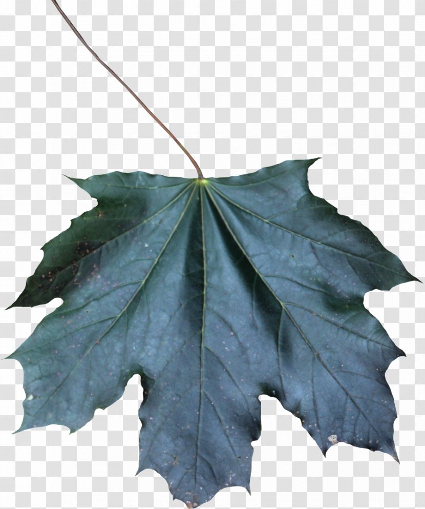 Maple Leaf - Plant - Flower Transparent PNG