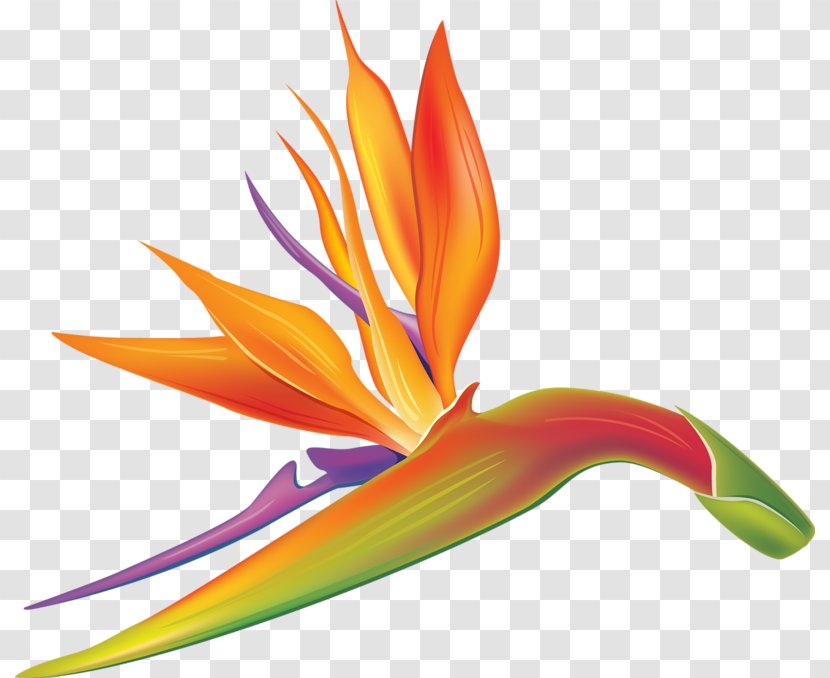 Drawing Lobster-claws - Beak - Hand-painted Strelitzia Transparent PNG