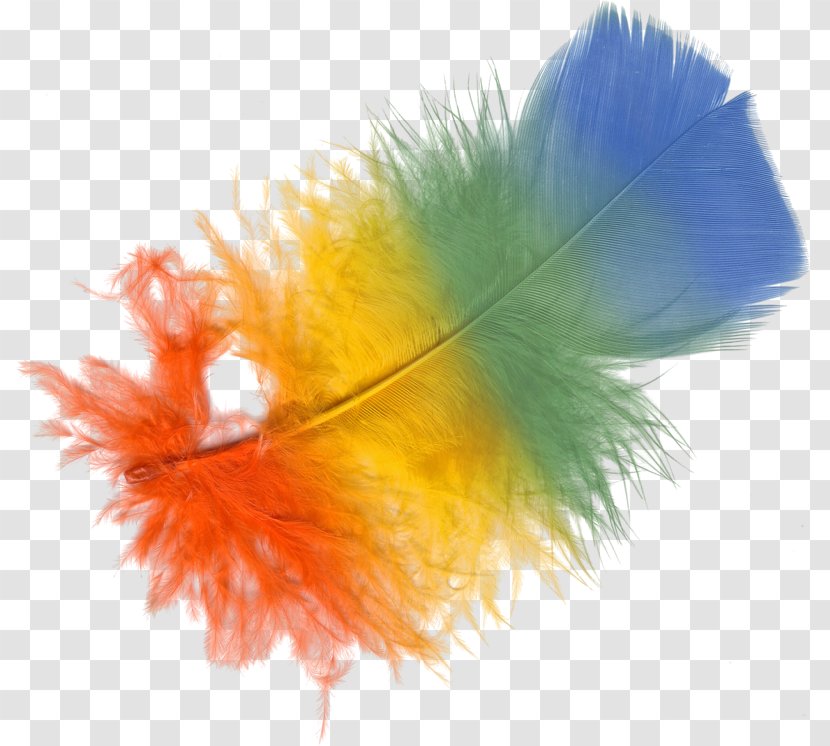 Adobe Photoshop Psd Systems Computer File - Feather - Colorful Transparent PNG