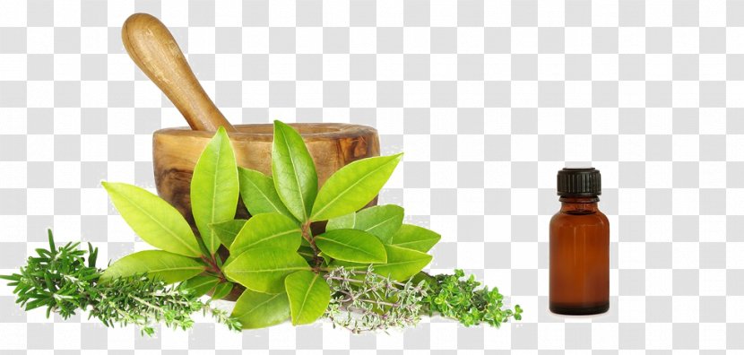 Ayurveda Herbalism Medicine Therapy - Rennet - Health Transparent PNG