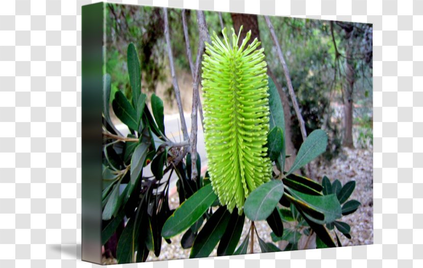 Banksia - Plant - Marcia Banks And Buddy Mysteries Transparent PNG