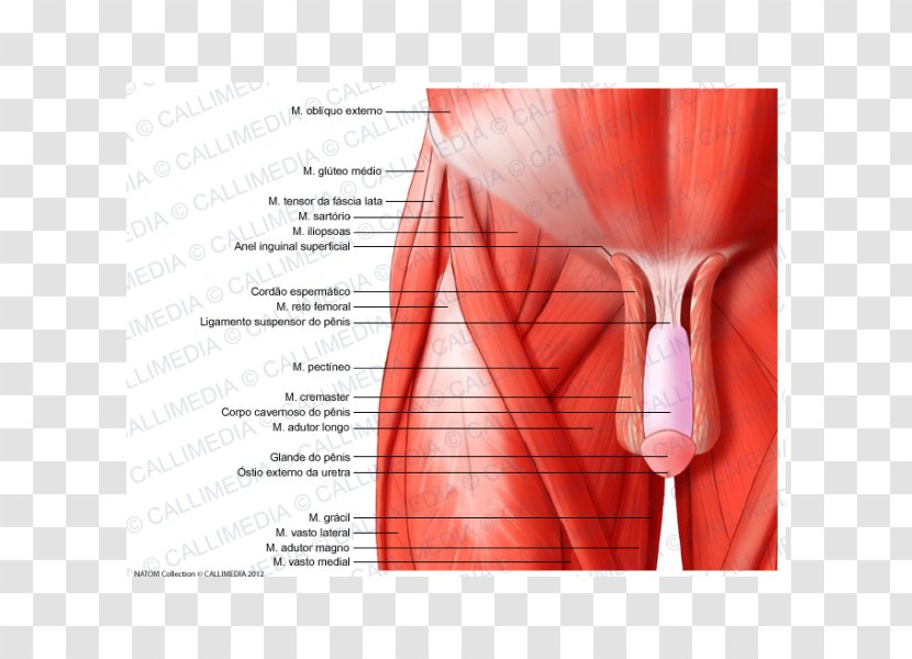 Pelvis Muscles Of The Hip Anatomy And Injuries - Heart - Korean Transparent PNG