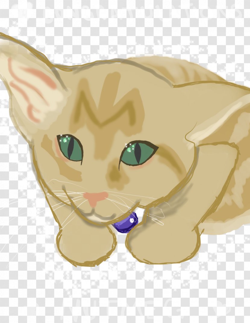 Kitten Whiskers Tabby Cat Domestic Short-haired Transparent PNG
