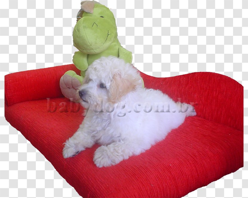 Maltese Dog Goldendoodle Puppy Toy Poodle Breed - Non Sporting Group Transparent PNG