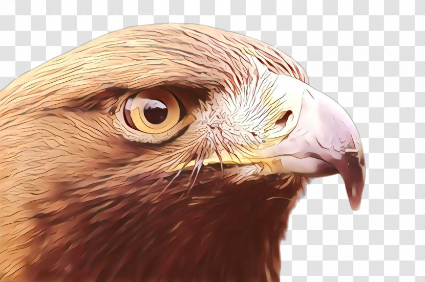 Eagle Hawk Buzzard Close-up Eye - Feather Sea Transparent PNG