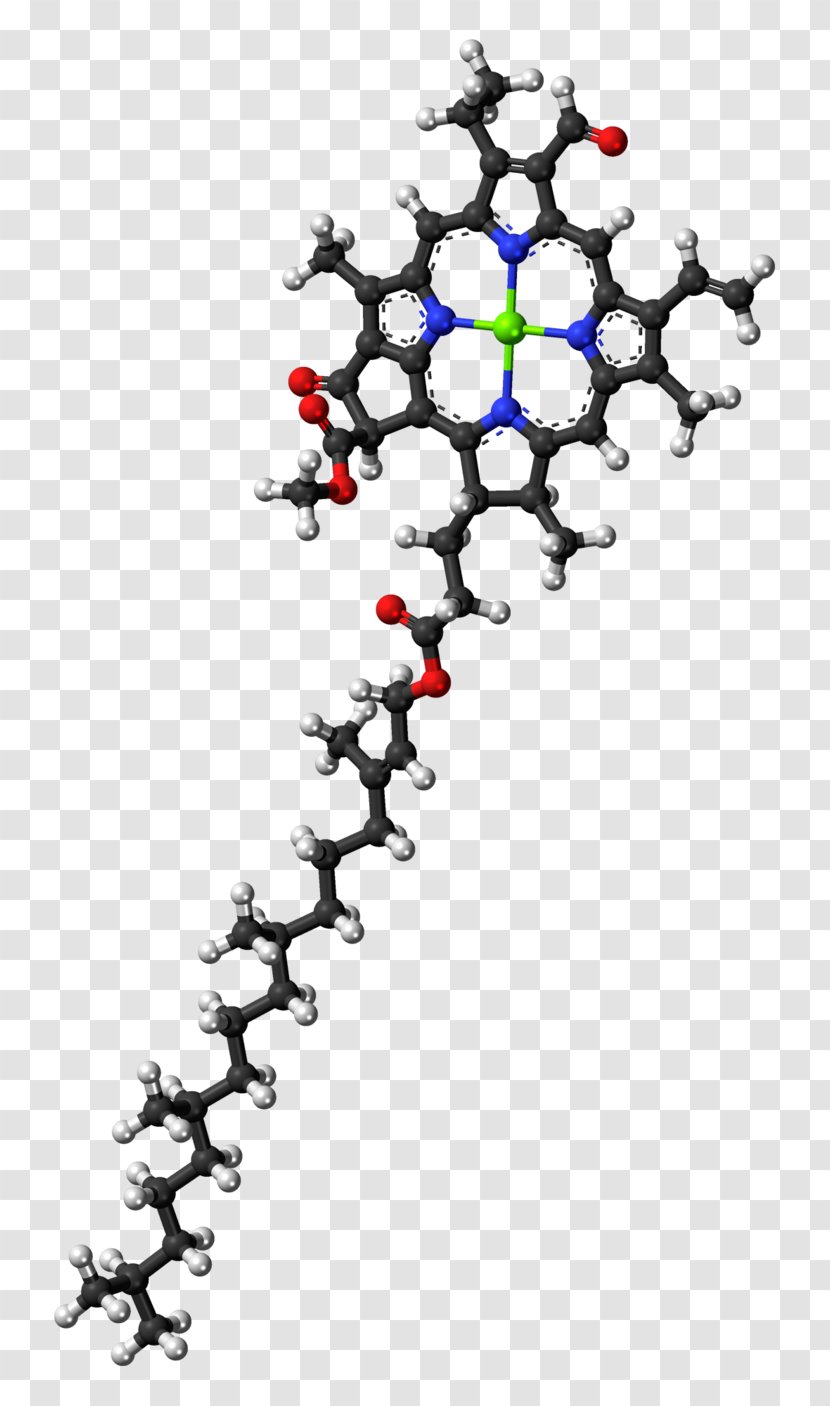 Chlorophyll A B Molecule Photosynthesis - Branch - Photosystem Ii Transparent PNG