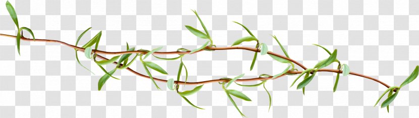 Leaf Twig Tree Plant - Bee Transparent PNG