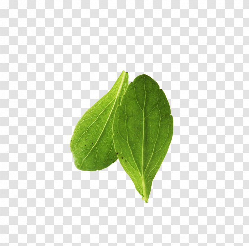 Leaf Green Vegetable Cabbage - Leaves Transparent PNG
