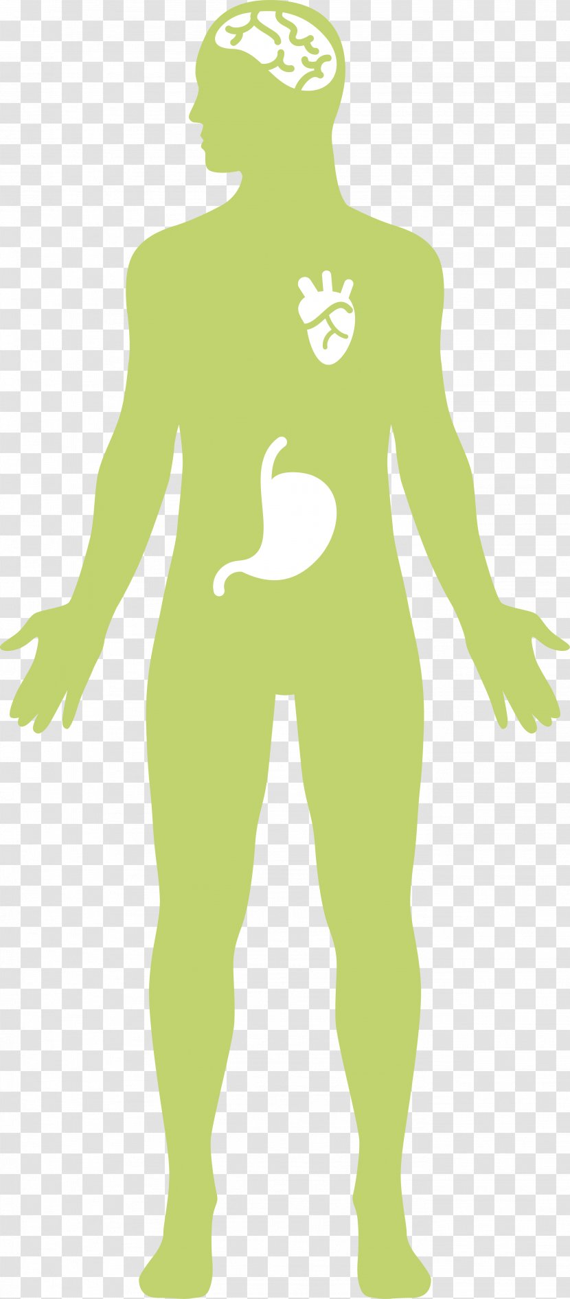 Digestion Human Digestive System Gastrointestinal Tract Physiology - Frame - Cloves Transparent PNG