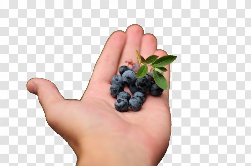Berries Caipirinha Blueberry Cachaça Fruit - Aronia Transparent PNG