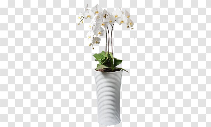 Moth Orchids Cut Flowers Plant Dendrobium - Ceramic Transparent PNG
