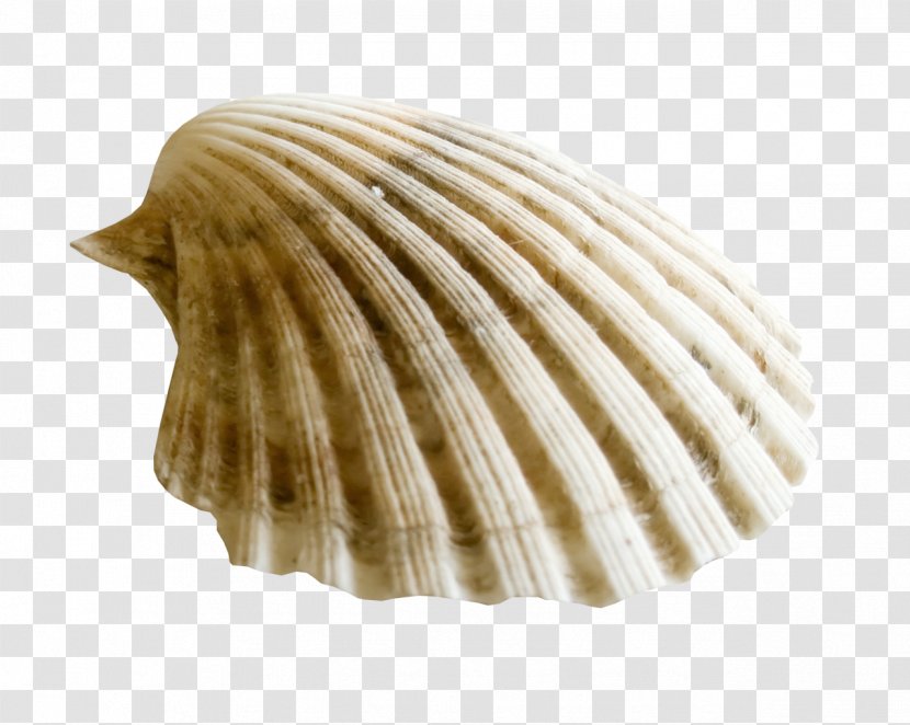 Clam Seashell Clip Art - Scallop Transparent PNG