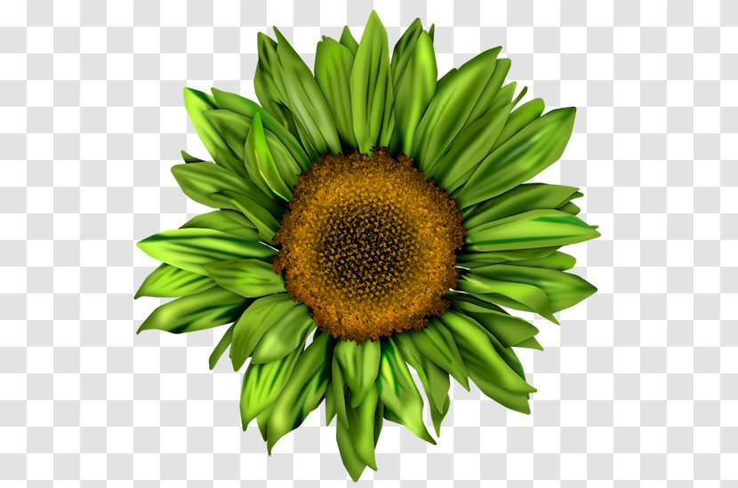 Common Sunflower Pin Brooch Red - Flowering Plant - Polyvore Transparent PNG