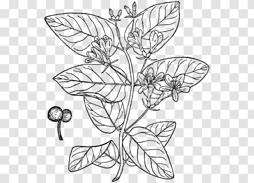 Drawing Of Family - Symmetry - Wildflower Pedicel Transparent PNG