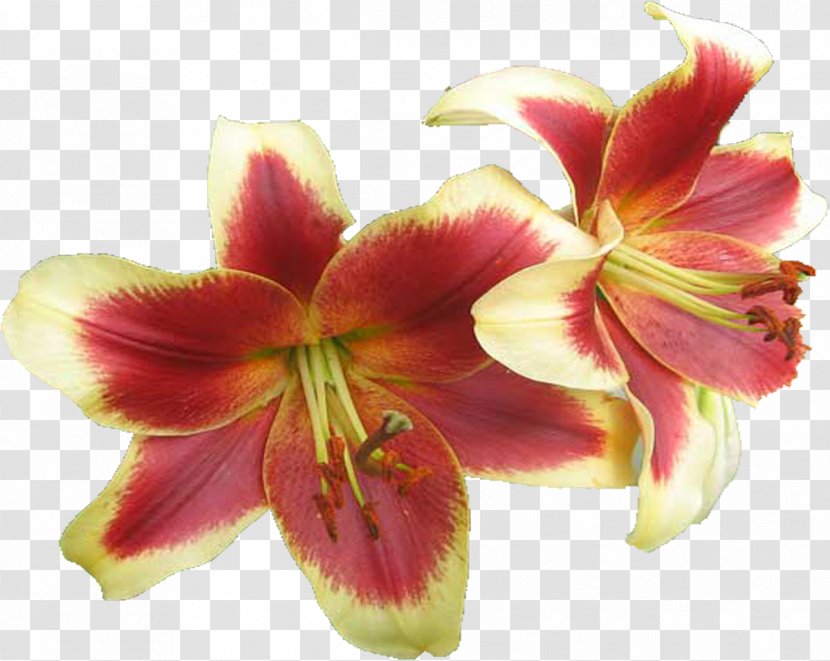 Amaryllis Jersey Lily Cut Flowers Petal Belladonna - Daylily - Plant Transparent PNG