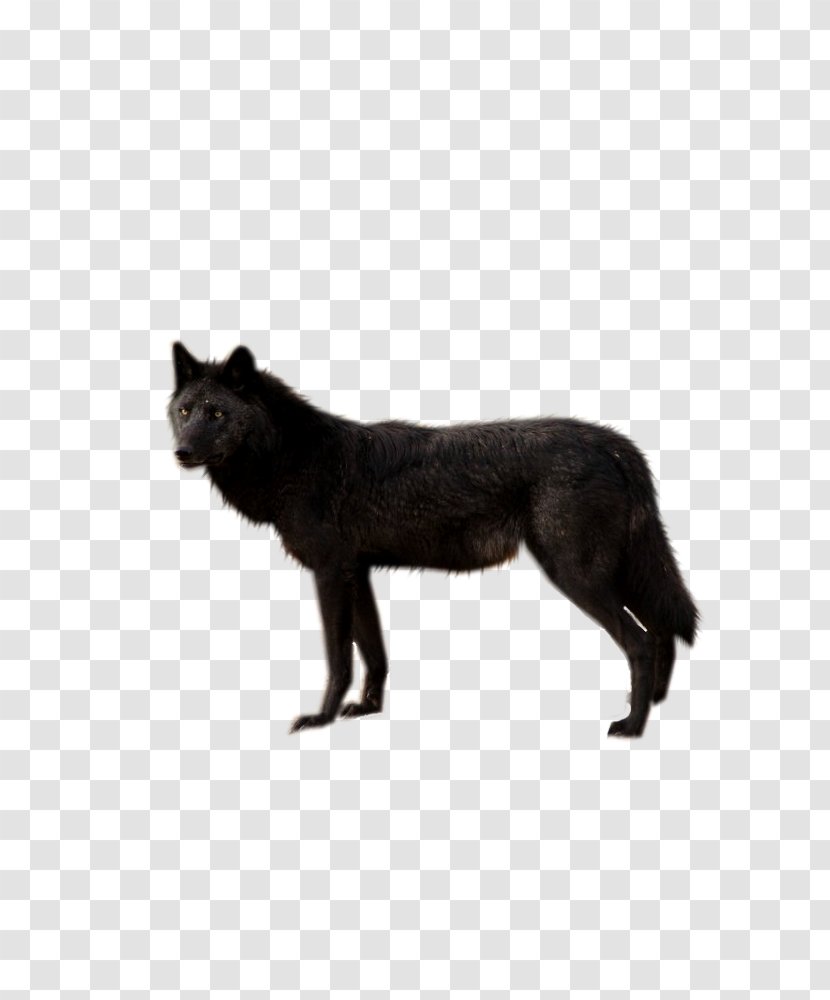 Dog Clip Art - Black Wolf - Image, Picture, Download Transparent PNG