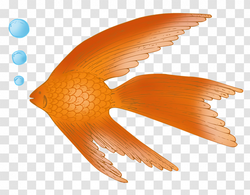 Fish Beak Tail Biology Science Transparent PNG