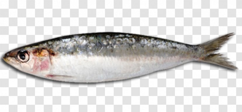 Sardine Fish Steak Oil Oily - Food Transparent PNG