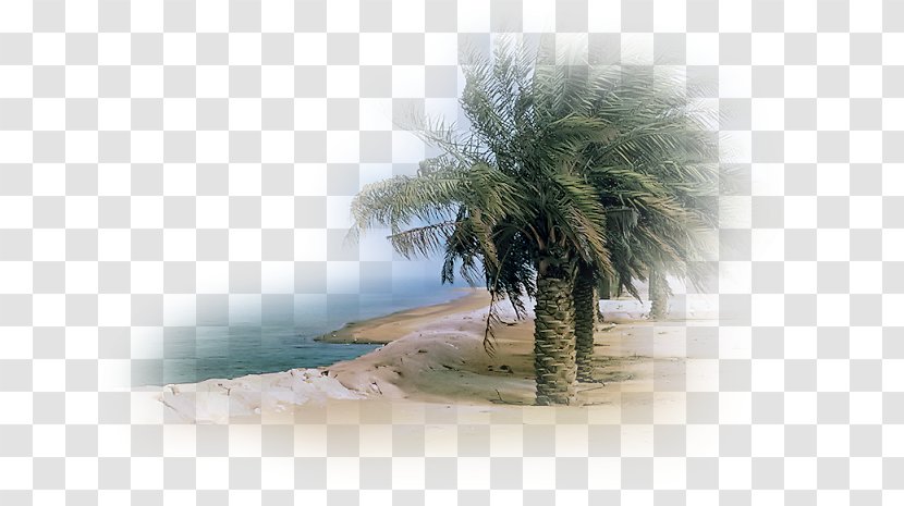 Landscape Sea Desert Beach - Palm Tree Transparent PNG