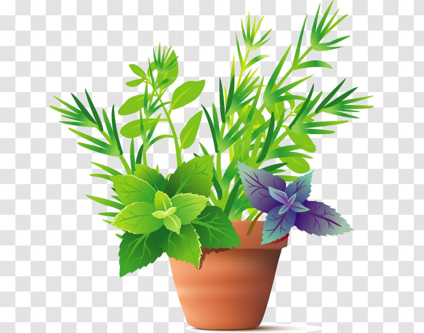 Herb Plant Spice Basil - Stock Photography - Vector Floral Patterns Transparent PNG