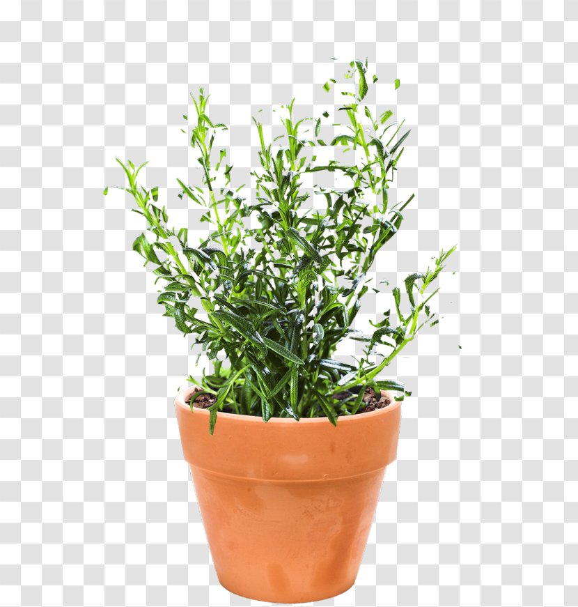 Herb Rosemary Flowerpot Mediterranean Sea Autumn - Evergreen Transparent PNG