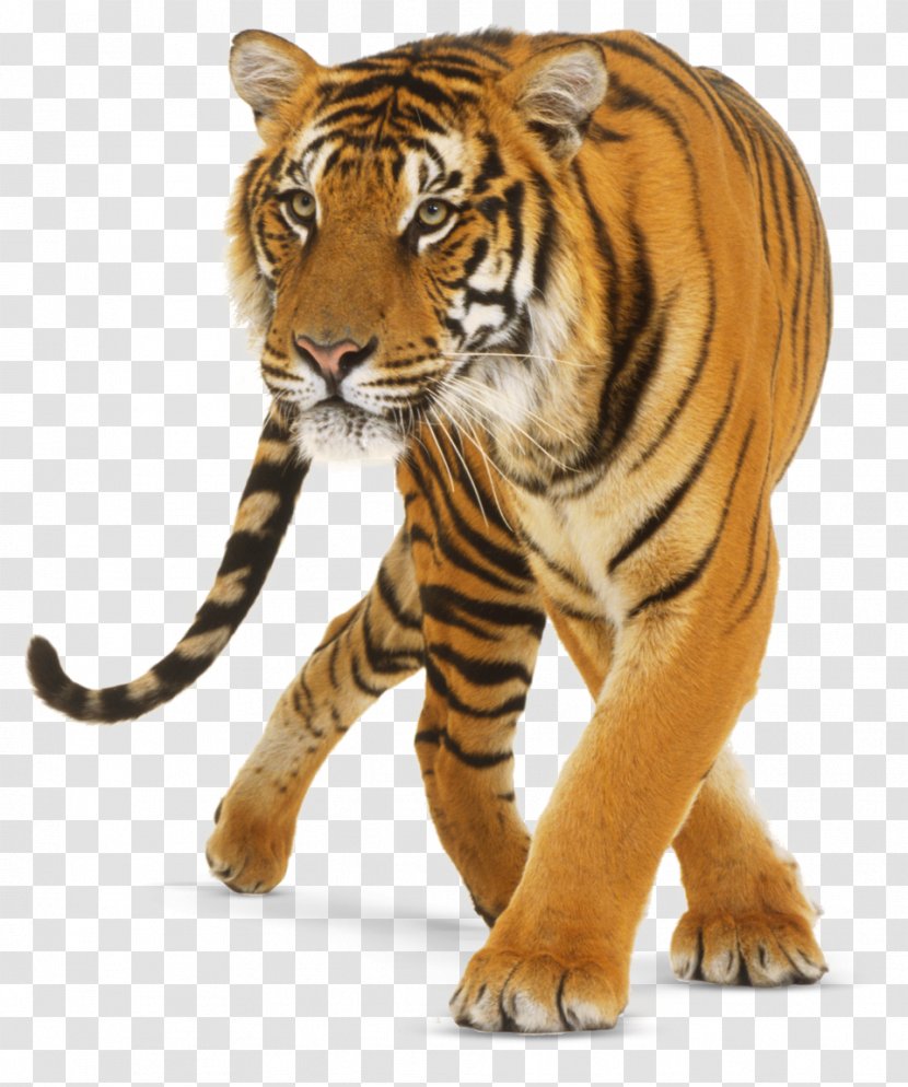 Lion Jaguar Bengal Tiger Cat Felidae Transparent PNG