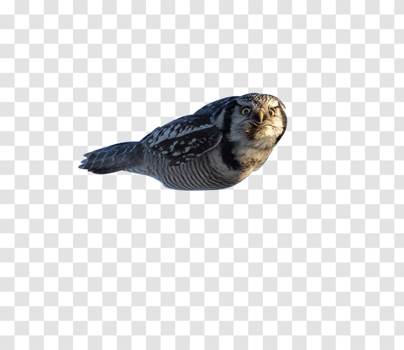 Northern Hawk-owl Bird Barn Owl Tawny Transparent PNG