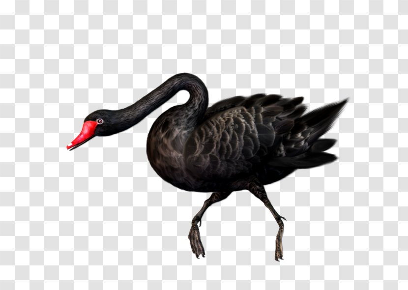 Black Swan Bird Clip Art Transparent PNG