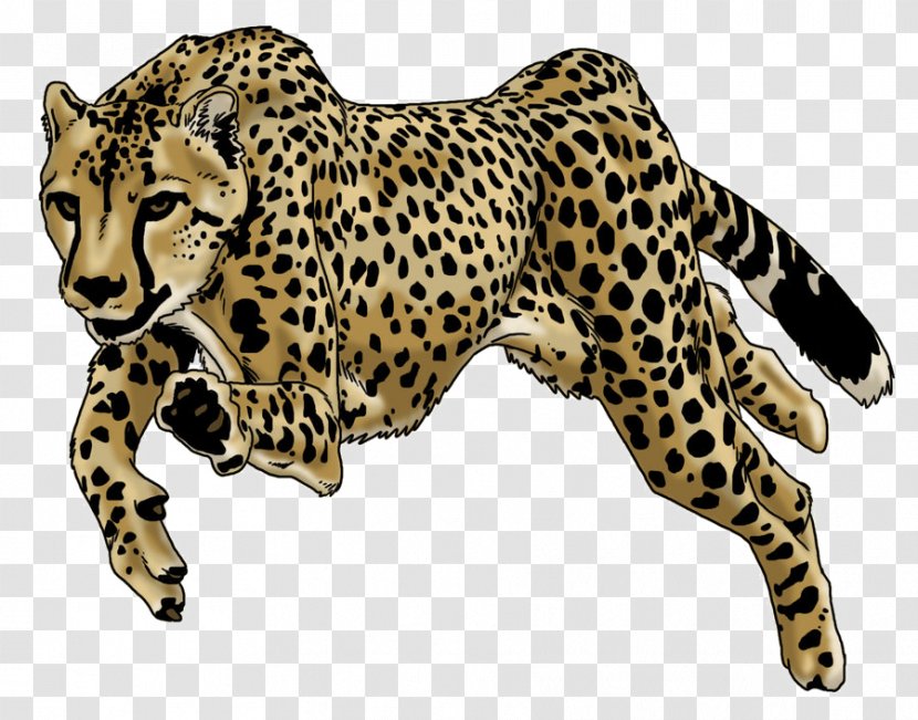 Cheetah Leopard Drawing Image Jaguar - Whiskers Transparent PNG