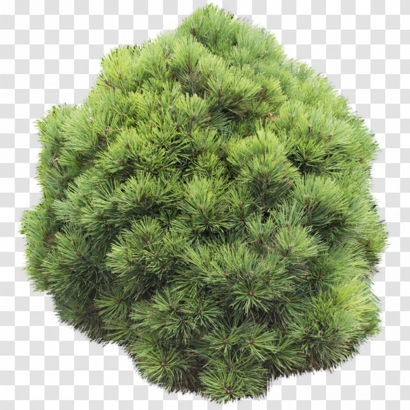 Pine Shrubland Tree Evergreen - Grass Transparent PNG