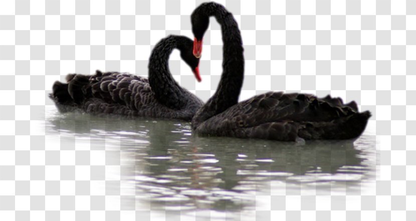 Black Swan - Waterfowl Transparent PNG