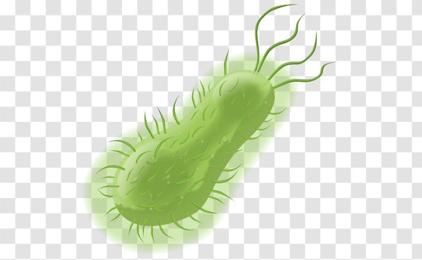 Bacterial Cell Structure Prokaryote Microorganism Transparent PNG